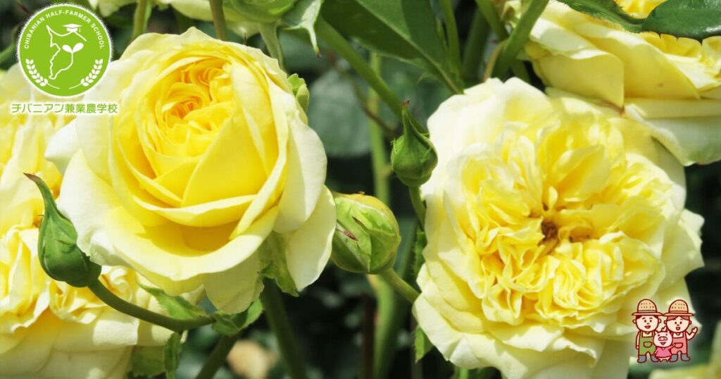 切花図鑑 バラの実お花屋さんで買えるバラの実、どんな種類がある？見分け方解説！切花情報サイト ハナラボノート