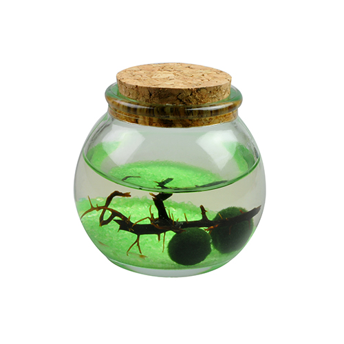 ゼロから解説！マリモの育て方と相性の良い生き物AQUALASSIC