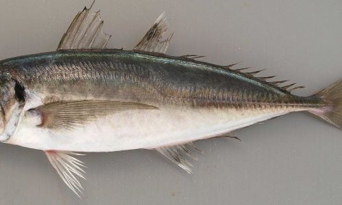 マアジの特徴・見分け方写真から探せる魚図鑑