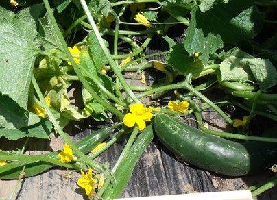 地這いキュウリの苗をプランターに植えてみた - 日暮日記