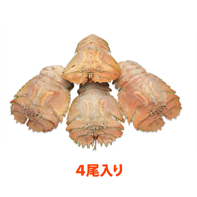 楽天市場 活うちわえび 計1kg大サイズ計1kg 1尾170〜200g前後中サイズ計1kg1尾150g前後小サイズ計1kg1尾100g前後 あの伊勢海老よりも甘味、旨味たっぷりウチワエビ！これぞ幻の逸品！ ≪代引不可≫贈答用 レア TV グルメ 伊勢エビ : 海と山の旬鮮産直よか魚