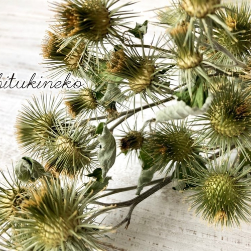 ゴボウの実？ハチ北観光協会兵庫県香美町