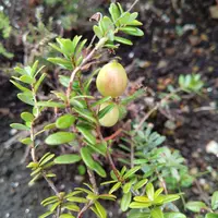 クランベリーの育て方 鉢植えの植え替え頻度は？枯れたらどうする