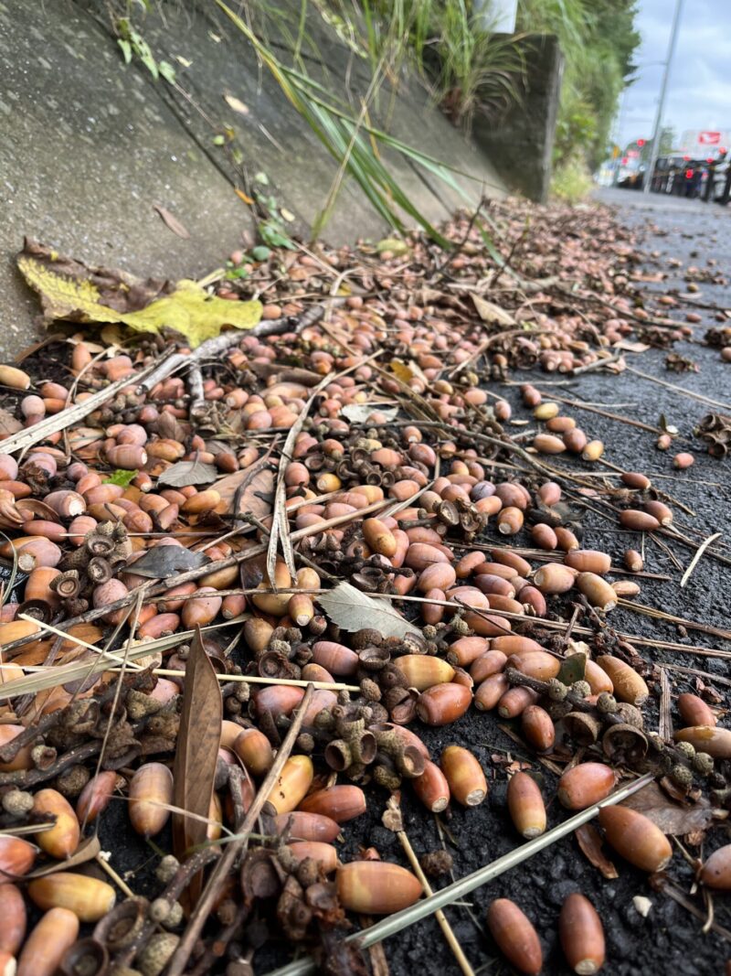 どんぐりインスタさんチームからのお知らせ📢 こんにちは☺️わが家のどんぐりアレンジレシピ2025夏 ハッシュタグ企画！アレンジレシピ投稿グランプリ開催〜〜〜‼️‼️‼️👏✨😆✨👏 どんぐりのパンをプチアレンジ🍞 した事ある方も多いのでは ？そんな