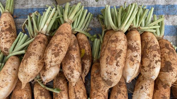 今日の入荷野菜ピックアップ 大根 めちゃくちゃ立派な大根の入荷です。 写真の通り長さもですが太い！！ 1番小さな物でも1.2キロありました！この時期美味しい大根です！！京都やおよし有機野菜有機栽培有機農業無農薬無農薬野菜無農薬栽培大根