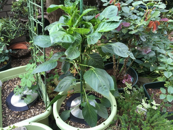 パプリカの種や白菜の芯から、楽しく再収穫！『観て楽しい育てて美味しい 野菜の再生栽培』7 14発売株式会社産業編集センターのプレスリリース