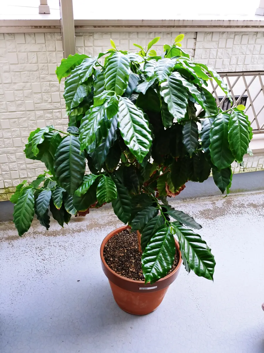 コーヒー豆の収穫はとても大変コーヒーの実の収穫は重労働&神経を使います💡 同じ木なのに、なんでこんなにも成長に差があるのか、不思議です🤔 同じ木に実っているのに手が当たって緑の実も一緒に収穫してしまうこともしばしば、、、 そうならないために、完熟