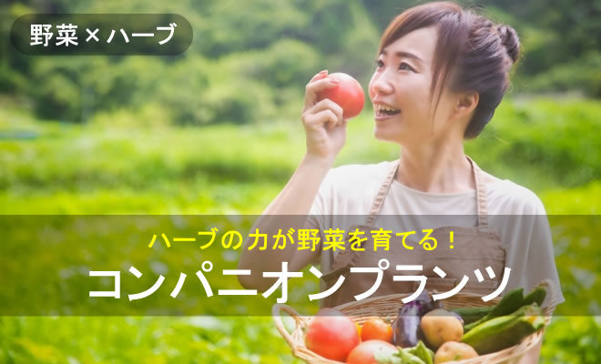 トウモロコシのコンパニオンプランツ栽培日記とアワノメイガ対策カジトラ