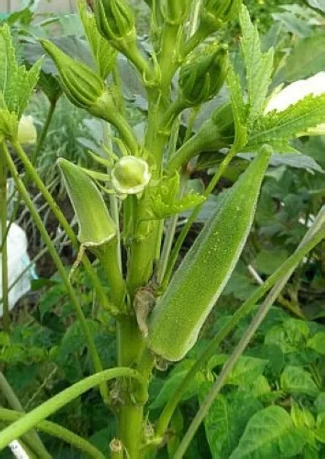 発泡スチロールのオクラが栄養不足？葉が細いんだよ牛乳パックと発泡スチロールで家庭菜園してみたら結構難しくて何回も失敗したけど結果から少しずつ学んでいくブログ - 楽天ブログ