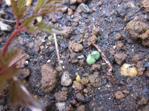 しその芽がでない！発芽日数やしない理由とは？健康♡料理♡美容♡恋愛