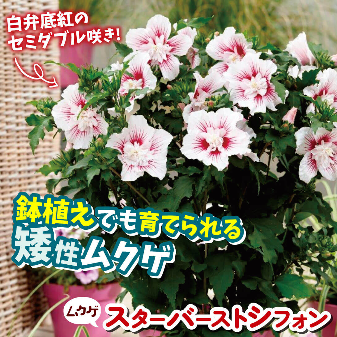 槿 ムクゲ ・ローズオブシャロン スターバーストシフォンの苗木を販売 花育通販