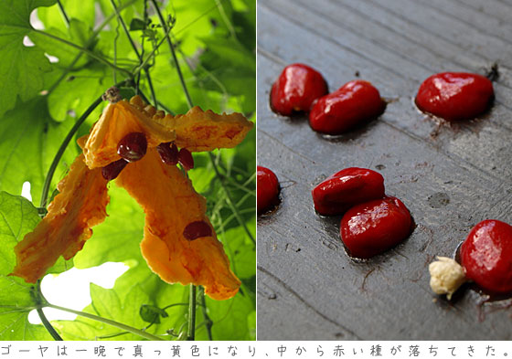 ゴーヤの種が赤いけど・salutサリュ