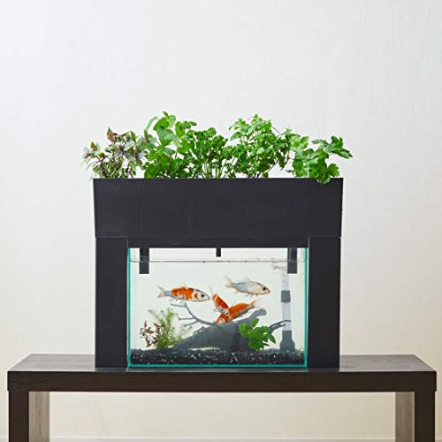 熱帯魚」をたのしむWOOTANG ウータン 水だけで育てる観葉植物-水耕栽培通販サイト