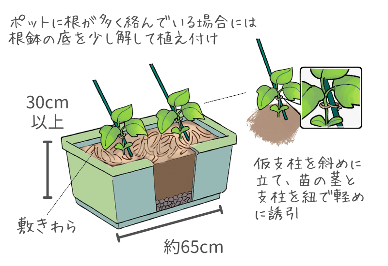 プランターでも鈴なりにミニキュウリが作れる！石川鉄造種苗店