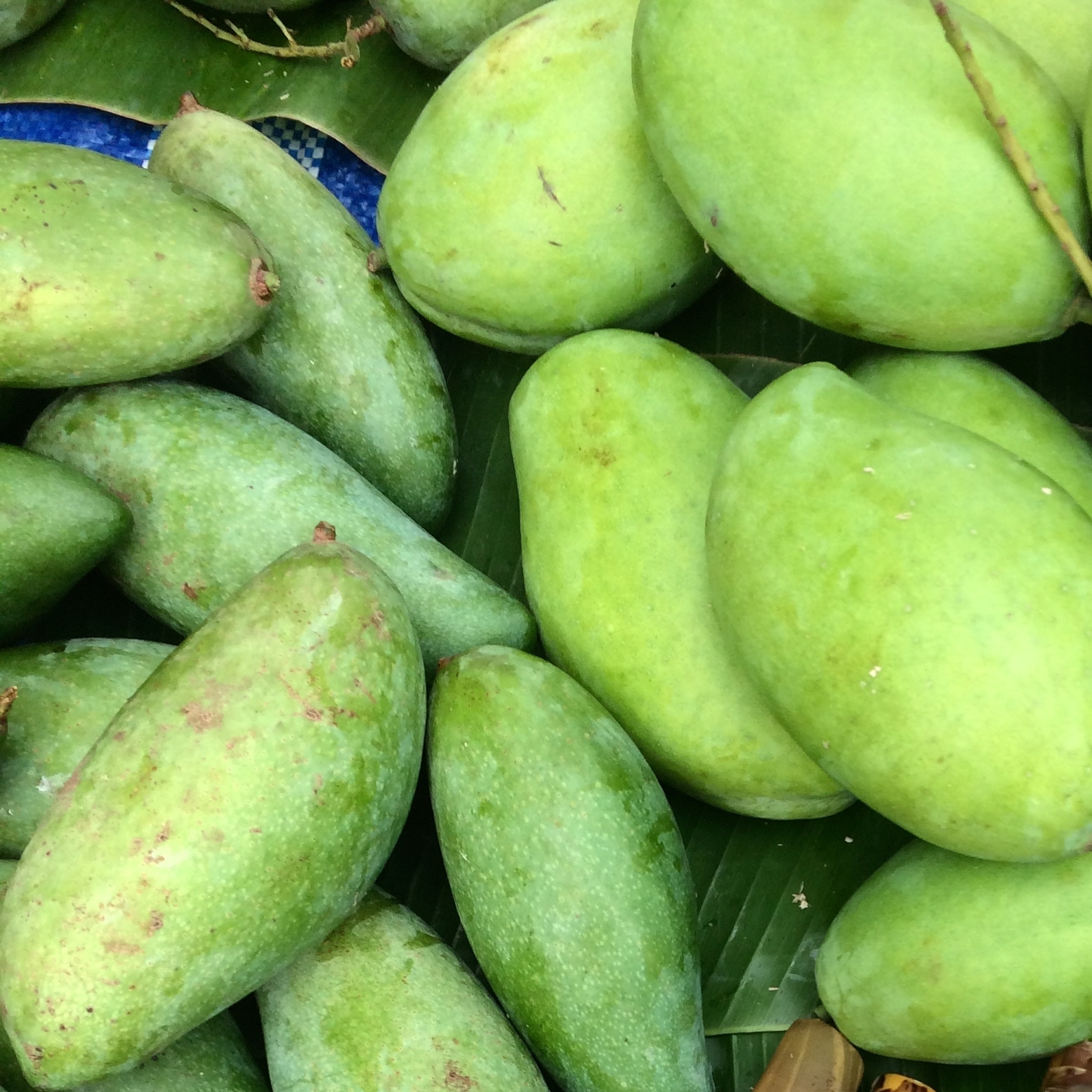 マンゴー 太陽のタマゴ 青秀 4L 500g以上×2玉 JA宮崎経済連 宮崎県産 完熟マンゴー 太陽のたまご ギフト お取り寄せグルメ 〇 :はちやフルーツ - 通販 - Yahoo!ショッピング