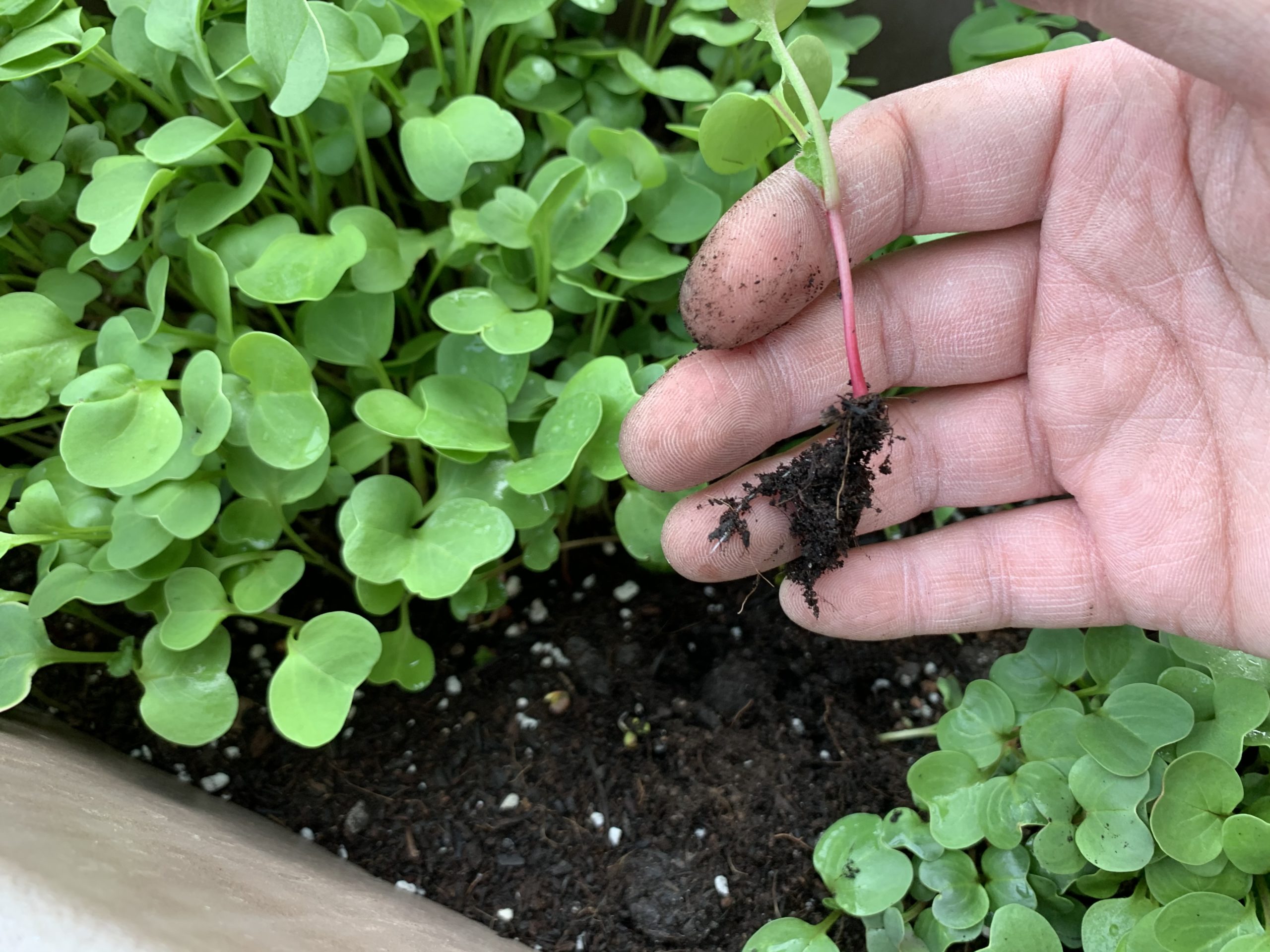 How to grow and thicken 20-day radishesradishes- For those who arehaving trouble with their- YouTube