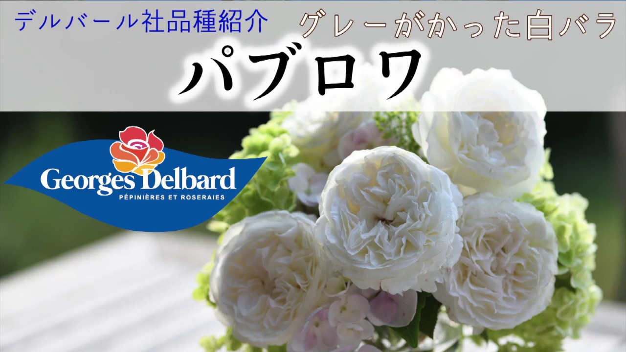 6月ブログトップは「パブロワ」園芸日記by有島 薫みんなの趣味の園芸690029