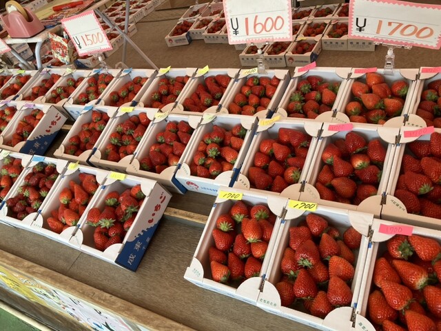 東川口の「駅チカ イチゴ園 GREENPEACE」に行ってきました！30分食べ放題、お土産に「あまりん」も♪さいたま市、埼玉県南部の地域情報サイトリプロ マヴィ
