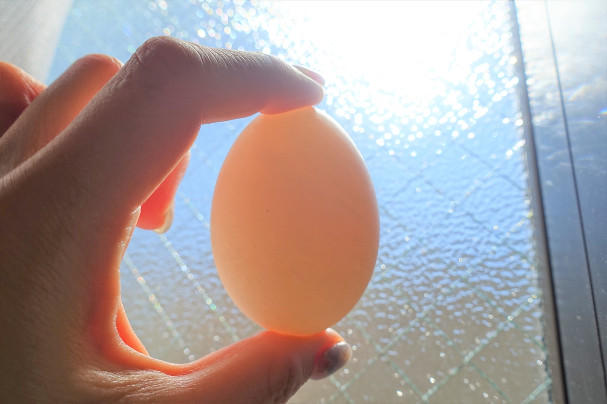 春の風物詩？！かもめの卵を食べてみた！ノルウェーでのんびり暮らし・とその後