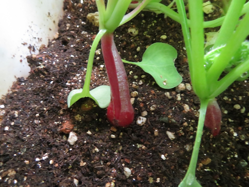 春・秋ラディッシュ「ポットで二十日大根」のページ：つかささんの作物 by 菜園ナビ