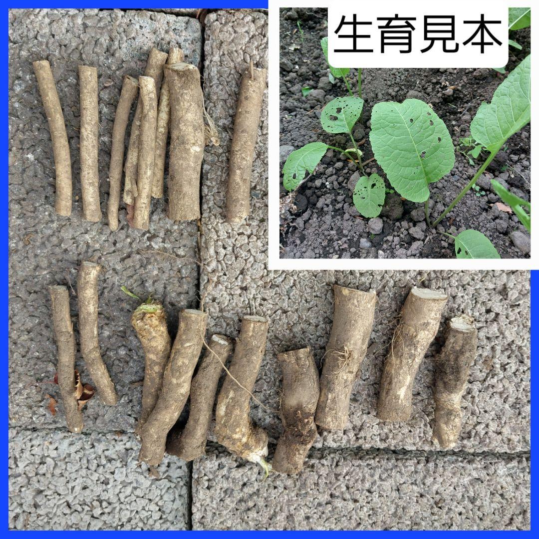 Amazon蝦夷山わさび 北海道産 西洋わさび 1kg ホースラディッシュ レホール道産ネットミツハシわさび 通販