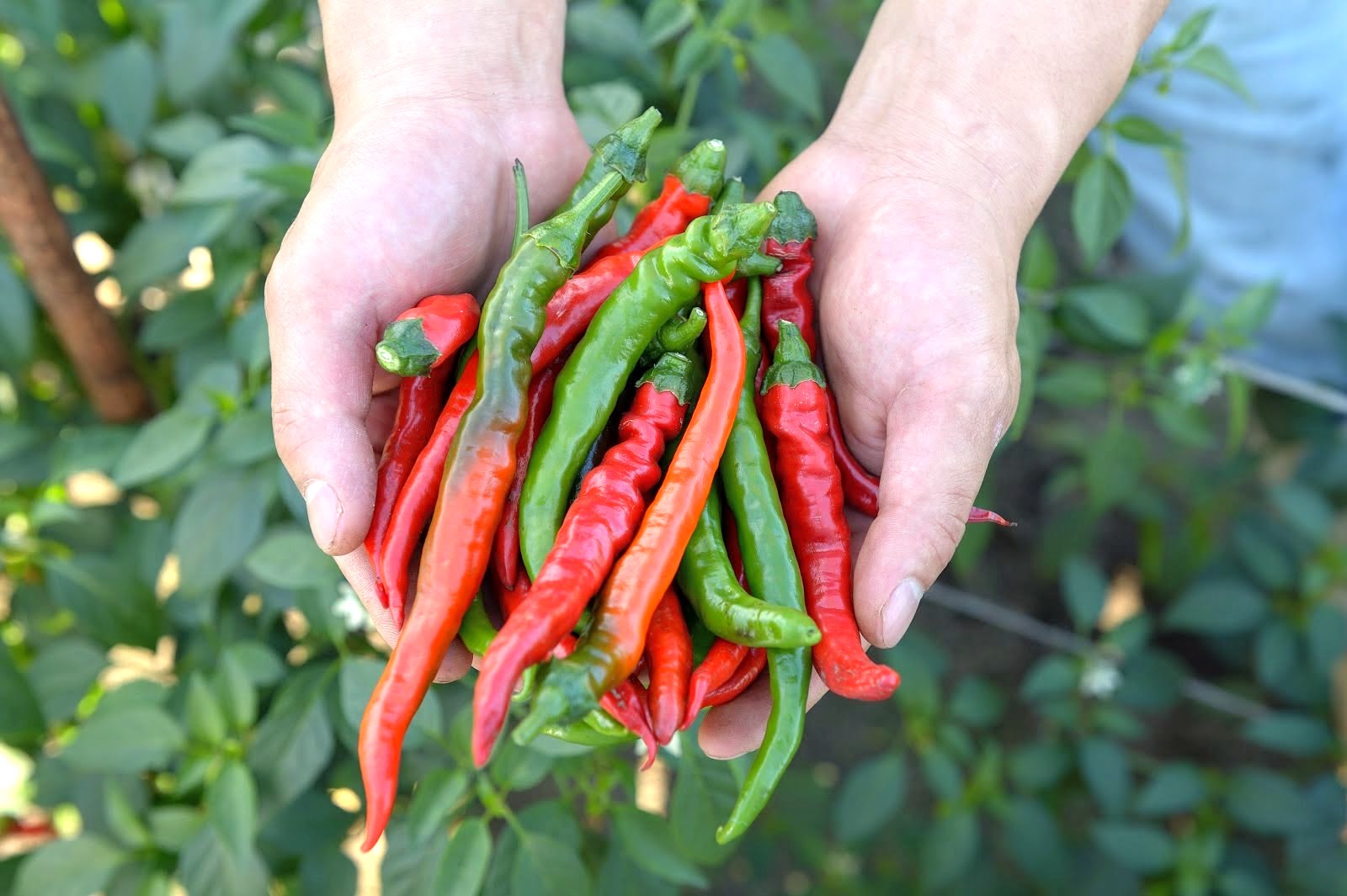 乾燥唐辛子 鷹の爪約100本バラ品 - メルカリ