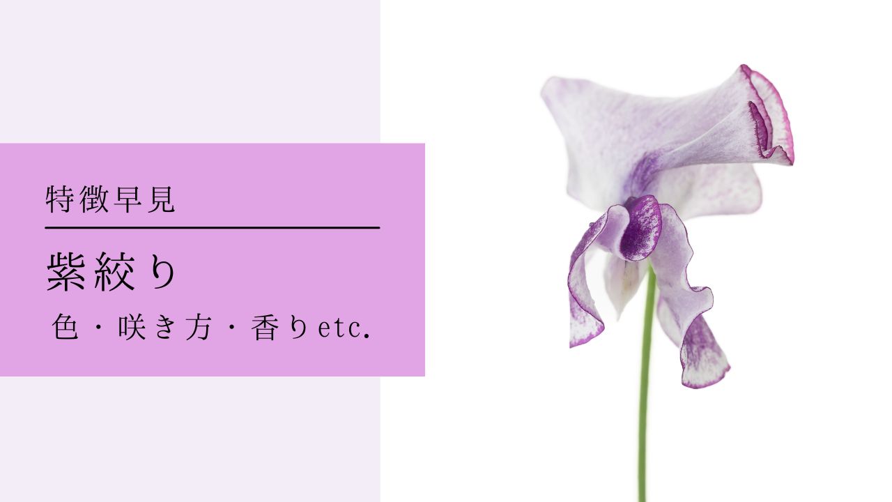 第一話 「スイートピー」旬花百科花毎 はなごと