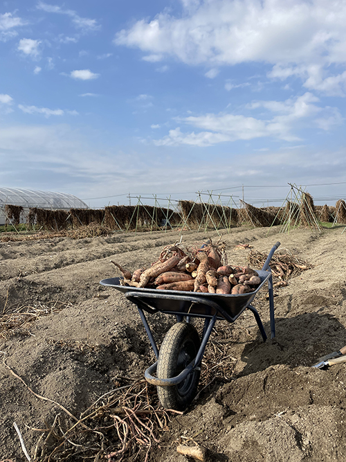シルクファーム 甘～いサツマイモ掘り体験ができる！お土産付きで家に帰ってからも嬉しい米子市