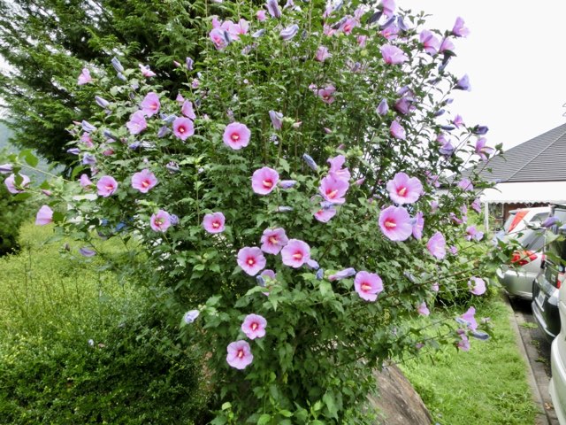 ムクゲ 木槿スターバーストシフォン 苗 通販 苗木部 By 花ひろばオンライン