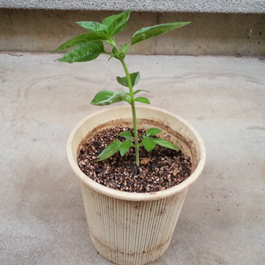 バジルシードの「食べ方」や「スプラウトにまで育てる方法」of nou