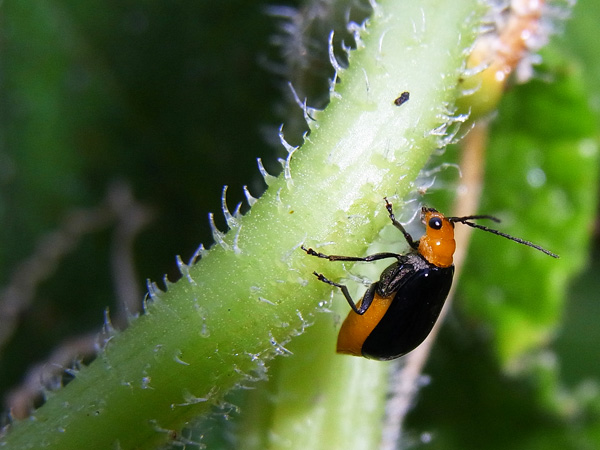 害虫？ -試行錯誤の家庭菜園
