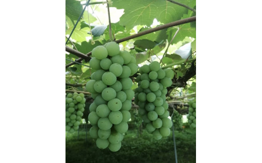 ナイアガラぶどう 白ワインのような洋風な味わいです。 種ありで、皮は食べれません ナイアガラナイアガラぶどうナイアガラジュース果物屋くだもの屋さんくだもの屋ふーちゃん浅仲商店大須名古屋大須名古屋名古屋グルメ大須グルメ大須商店街