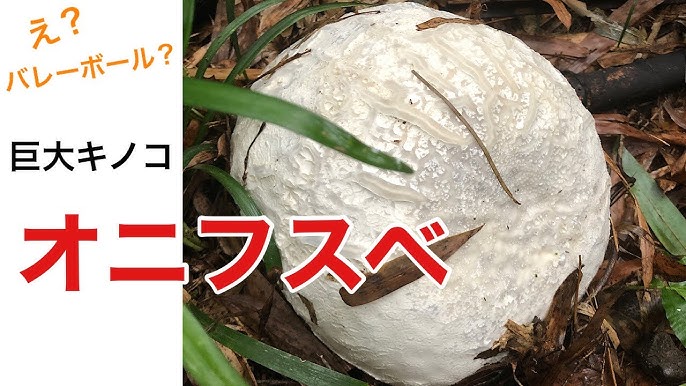 パフボールきのこを食べてみたヒガシリカ
