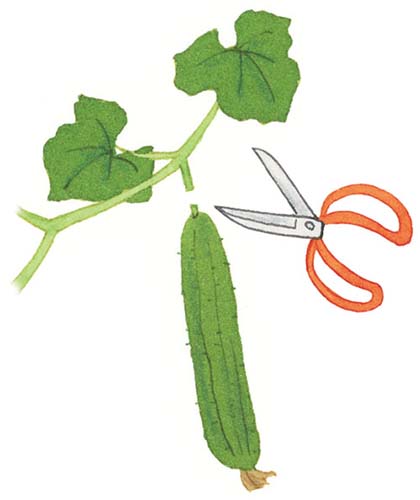 きゅうりの摘心のやり方！失敗しないポイントやよくあるトラブルも解決UMM 農業とつながる情報メディア