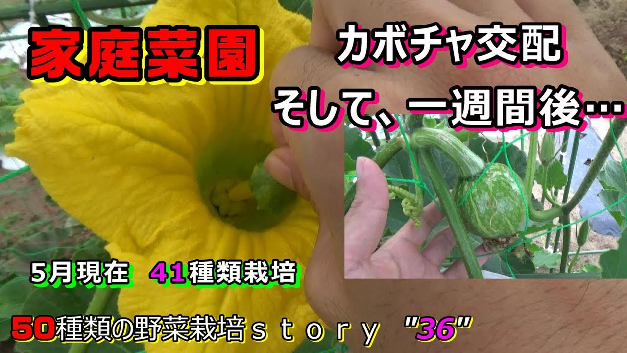 カボチャの強制受粉！: ヒゲおやじの気まま流野菜作り日記