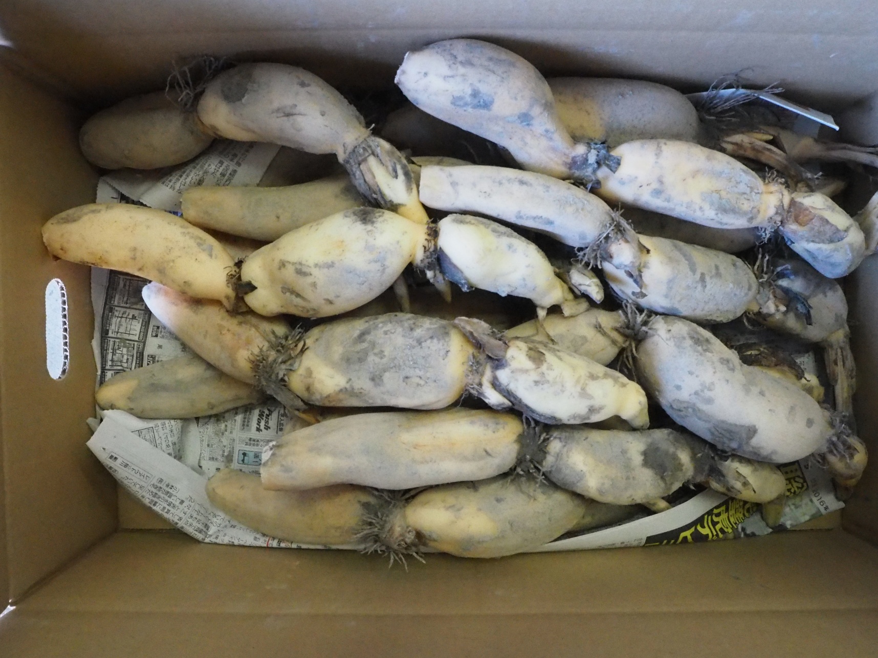 れんこんの保存方法 おいしく長持ち！ 常温・冷蔵・冷凍保存テク季節の食材のHOW TOアマノフーズ公式ブランドサイト