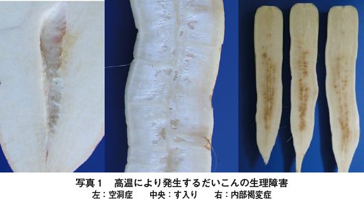 中身が黒い大根は食べられる？原因と対処法は？切る前に見分ける方法はある？ - Fily