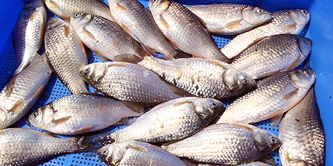 滋賀県・近江八幡に、湖魚がおいしい理由がありました。DAIDOKORO&HIROBA