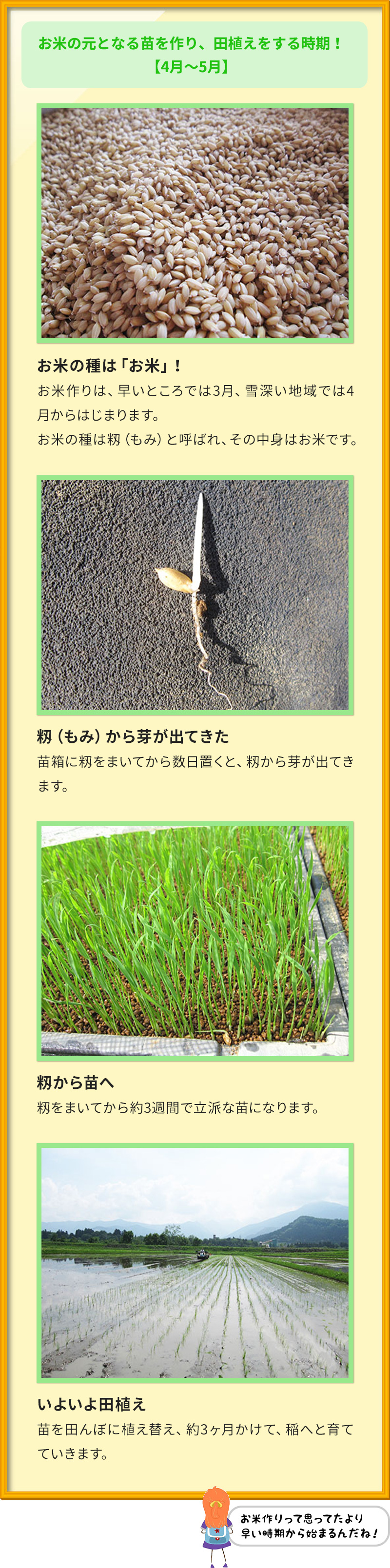 ペットボトルでお米を育てます！そだレポ 栽培レポート byるびちゃんみんなの趣味の園芸