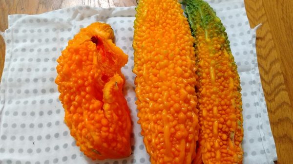 ひぇ～！ ゴーヤを切ったら中から赤い種が ！→甘くておいしいみたい - Togetter