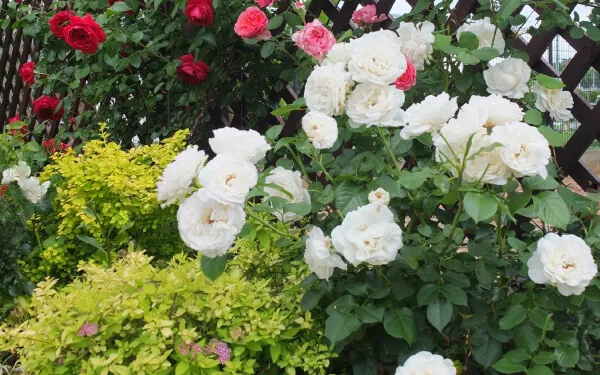 バラ苗パブロワ新苗植え替えシュラブ 半つる性 四季咲き 大輪 白系 デルバール 国産苗 6号専用角鉢 強香THE ROSESHOPバラ専門店 ザローズショップ 本店 - バラ苗の通販