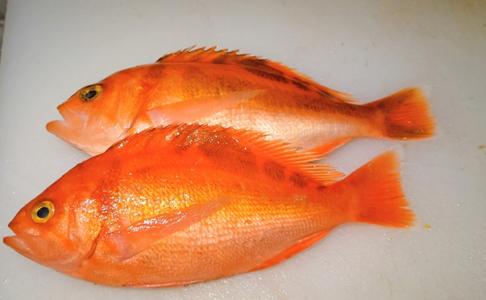 魚種交代？赤イサキ釣り脱サラ独立漁師の奮闘記～子育て編