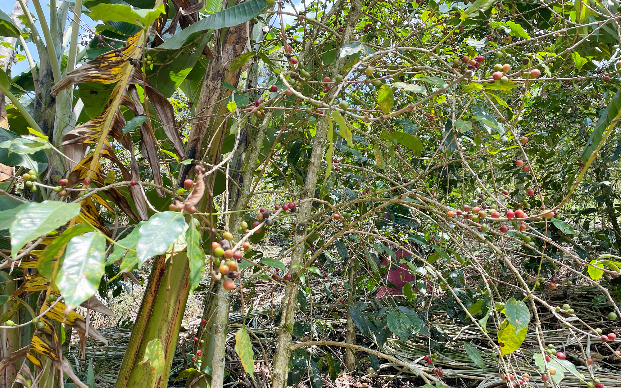 とても簡単なピーマンのカメムシ対策 « よしろう農園