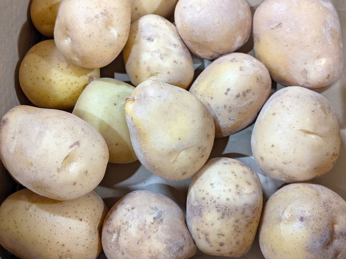 ジャガイモ 白い綿ジャガイモ栽培.com