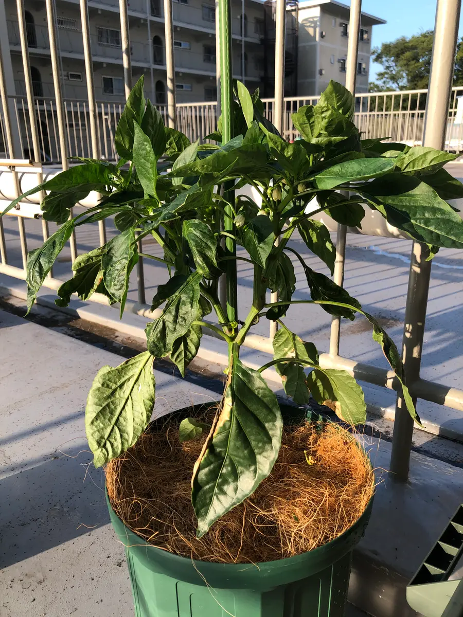 ピーマン プランターでも1株から300本収穫できる！芽かきのやり方と育て方。 家庭菜園