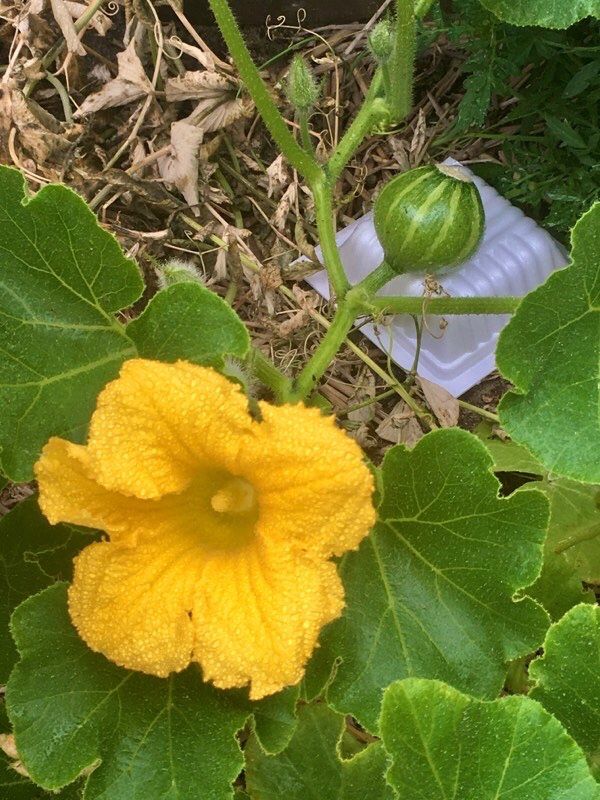 初めてのカボチャ栽培⑩ ２度目の受粉 - 狭い庭で野菜を育てます