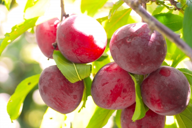 ソルダムとプラムの違いを徹底解説！旬、食べ方、交配種まで