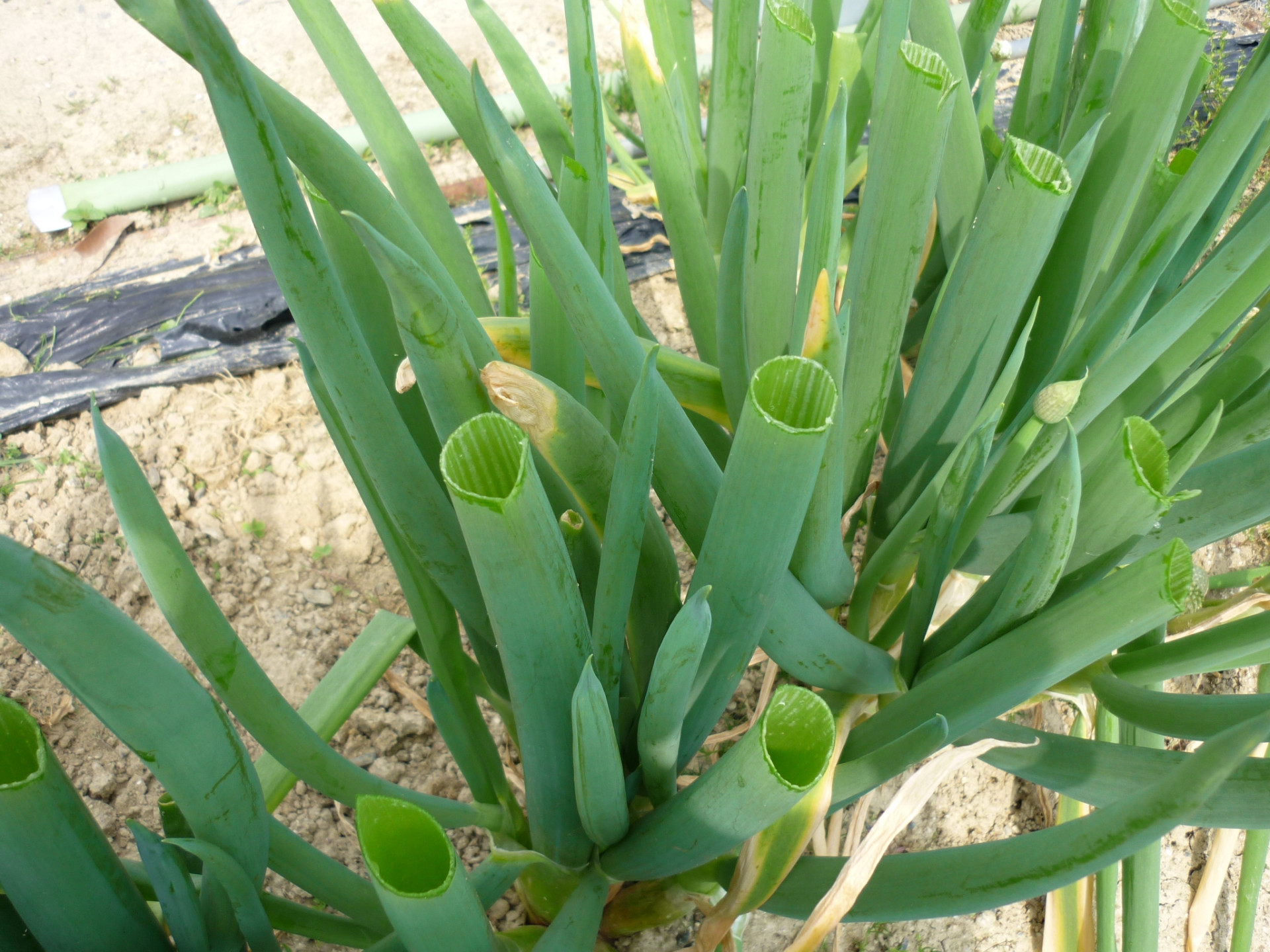 どうする！？玉ねぎもとう立ち！？ - 小庭菜園〜自然農法でやさい作り