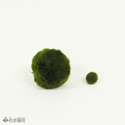 水換え・餌やり不要