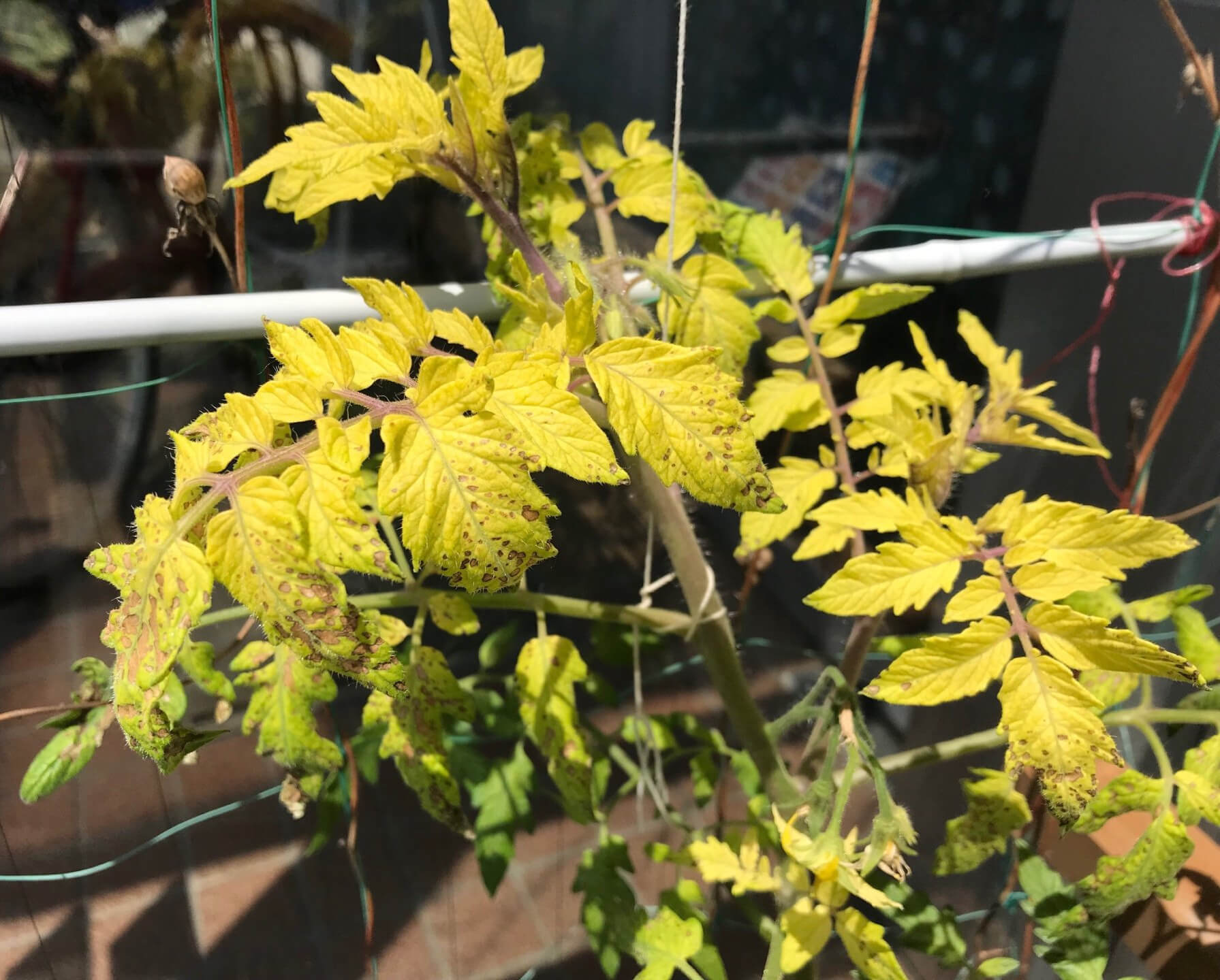 トマト黄化葉巻病とは？正体と症状・効果的な防除対策を紹介